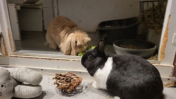 Bunnies Are Brand-New Besties