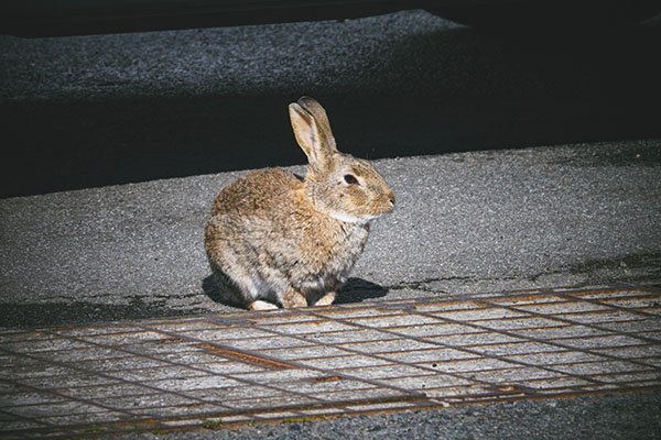 A Tasmanian Mystery Bunny!