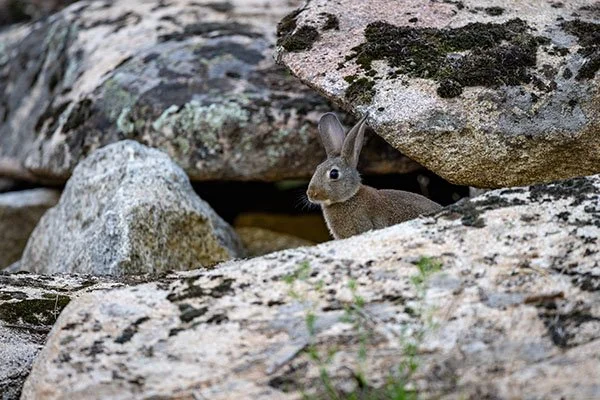 And a Spanish Mystery Bunny!