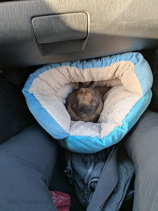 If Bunny Fits, He Sits... And Sleeps