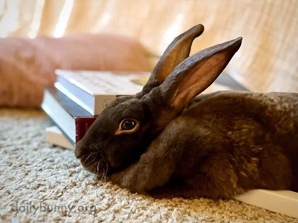 Those Ears, That Dewlap... What a Bunny!
