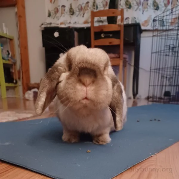 Work Faster, Human