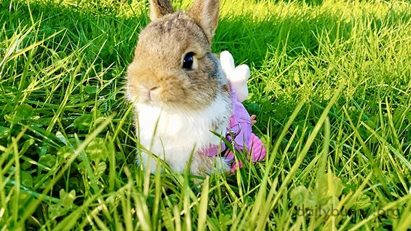 Bunny Gets Suited Up for an Adventure