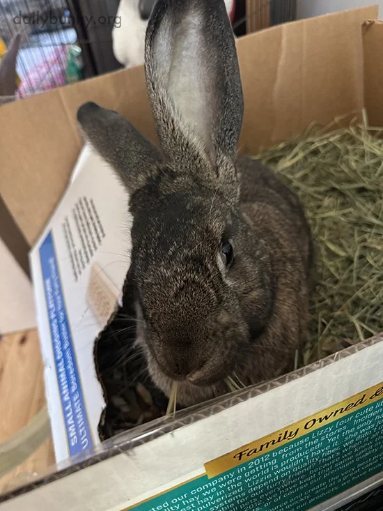Don't Worry, Human, I Changed My Mind and I Like It Now