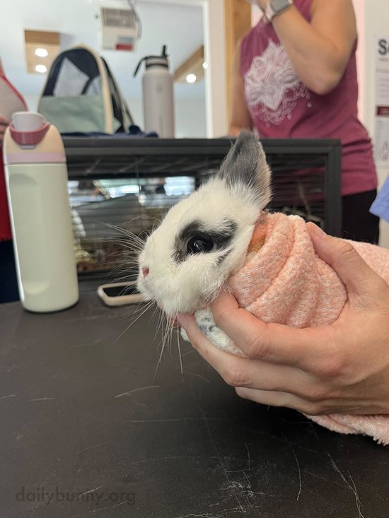 Just About the Cutest Burrito Ever