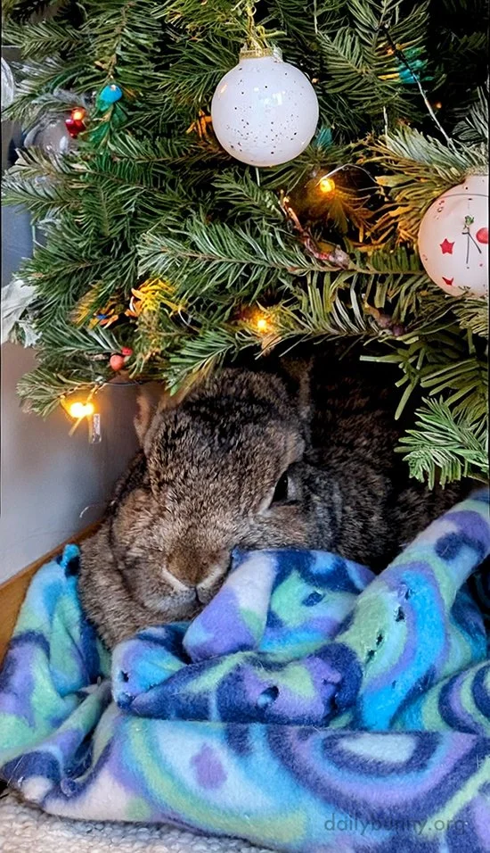 It's the Daily Bunny's Christmas 2025 Mega-Post!