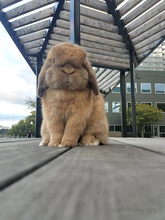 Bunny and His Outing