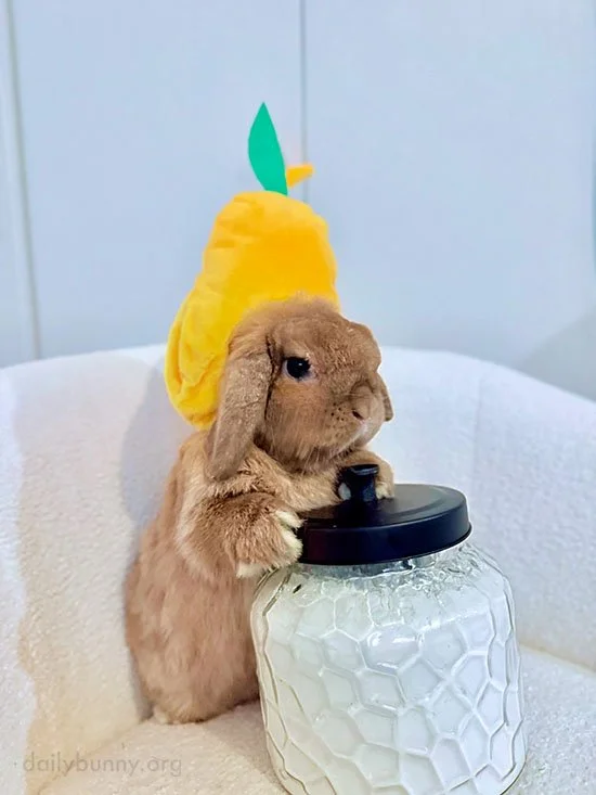 Bunny's Got His Party Hat On