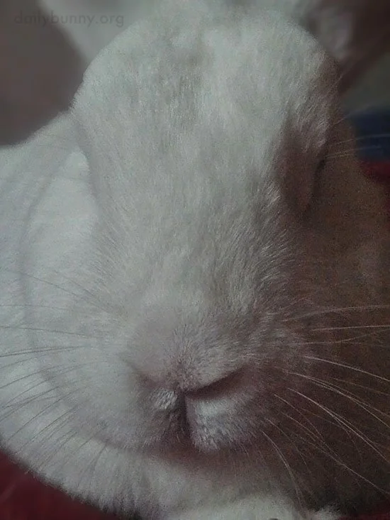 The Picture of Serenity