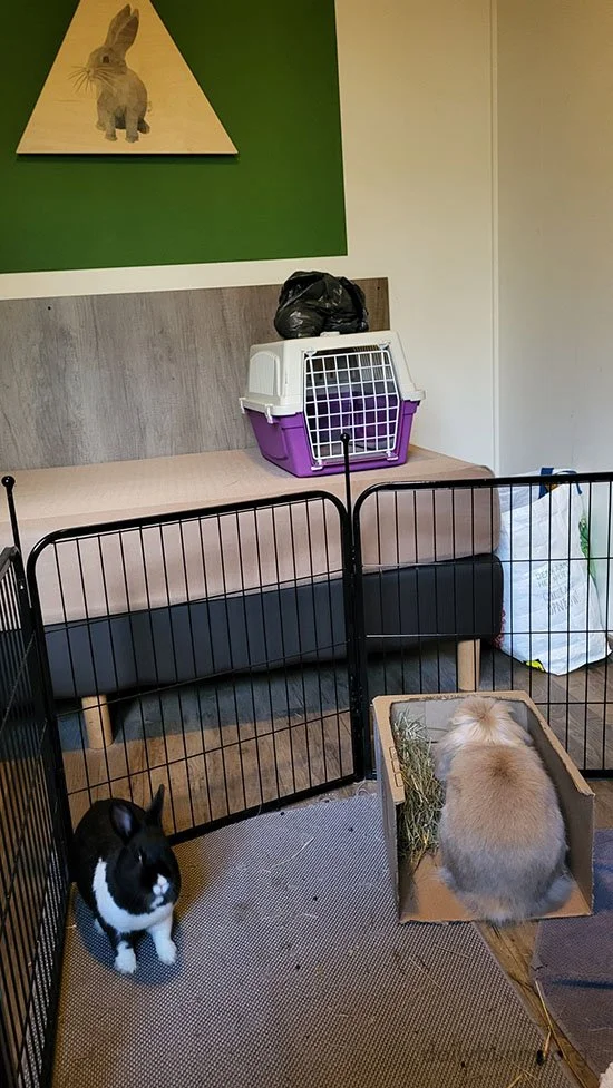 Bunny Friends, We're Everywhere