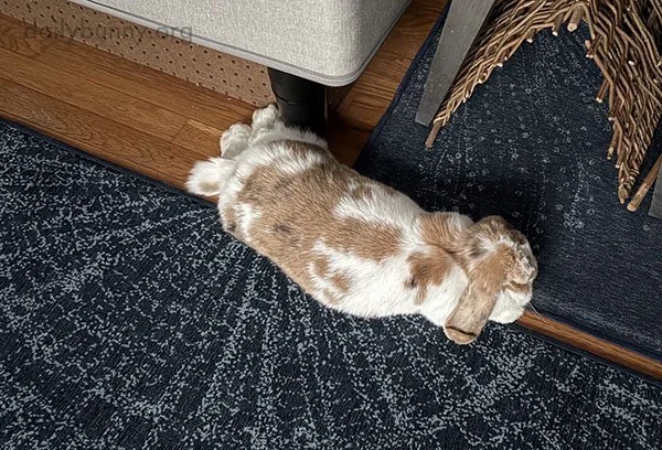 ¿Por Qué No Los Dos?