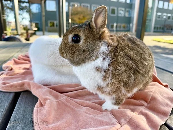 Thanks for Letting Me Borrow Your Hoodie, Human