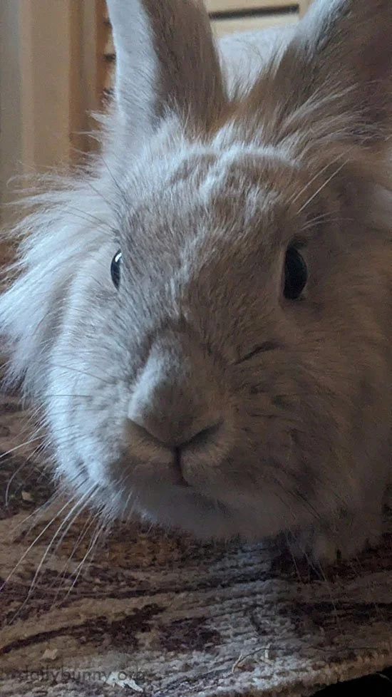 You've Got It Made Now, Bunny