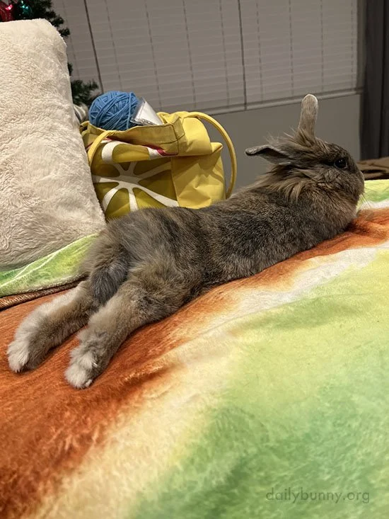 Bunny's Got the Whole Sofa Thing Down Pat Now