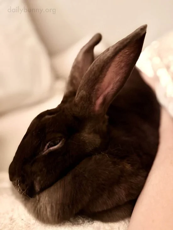 Bunny's Dewlap Is Really a Built-In Pillow