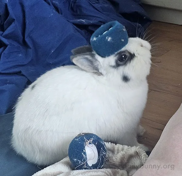 Going for a Pillbox Look, Bunny? Classic.