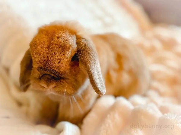 You Could Get Lost in All That Cozy, Bunny