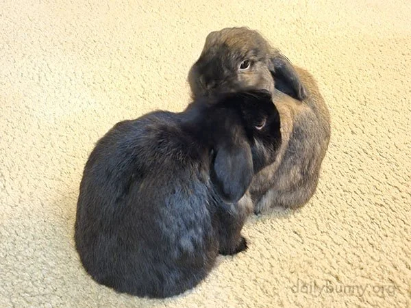 I Groom You, You Groom Me