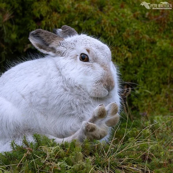 Bunny Stretches Out Those Tired Toesies