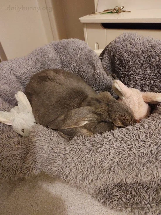 Bunny's Had Enough of Today