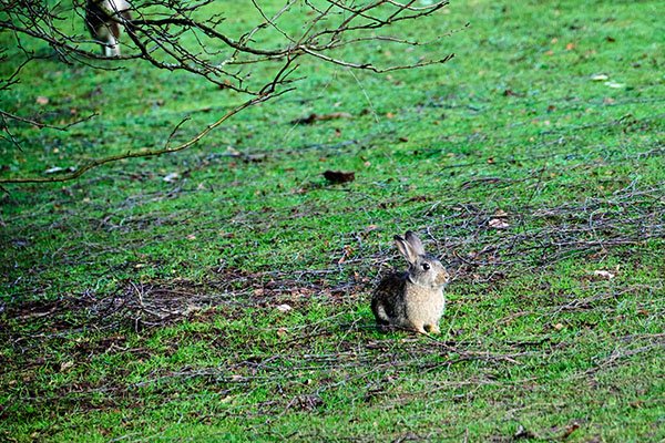 So Much Room for Romps!