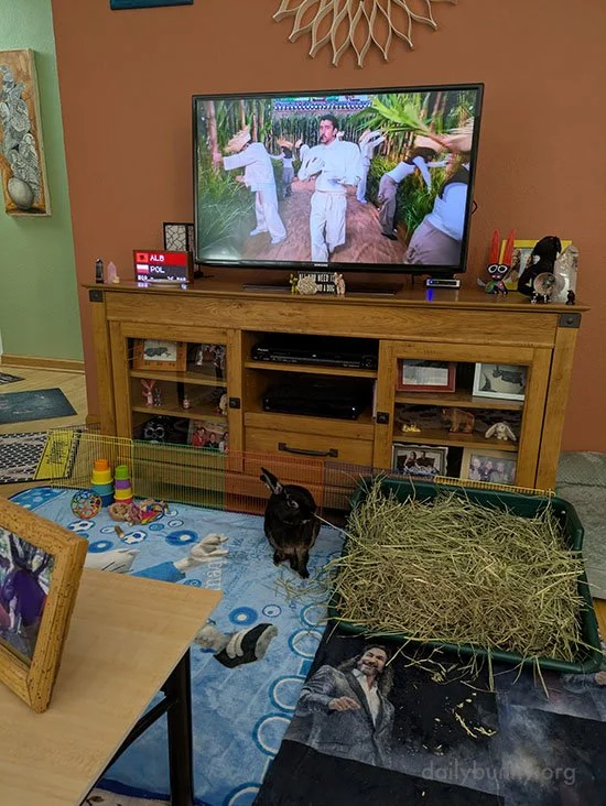 Bad Bunny Entertains Good Bunny