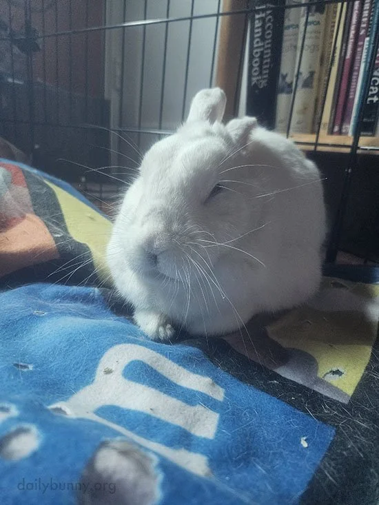 The Longer the Whiskers the Wiser the Bunny