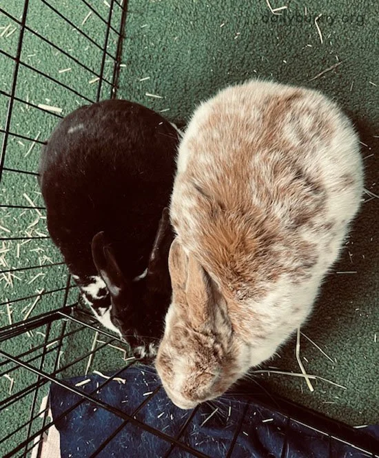 Bunny Couples Spell Love in Their Own Ways