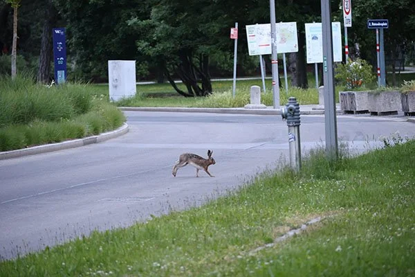 This Mystery Bunny Is All Legs