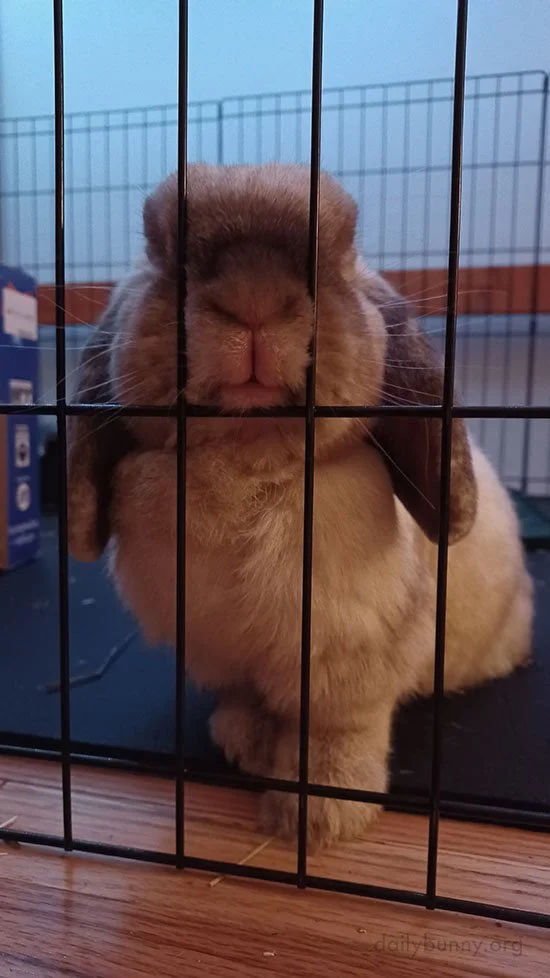 We're Going to Miss You and That Little Nose of Yours, Bunny