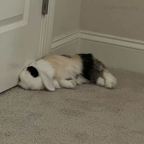 Bunny, What Stylish Pants You Have - And That Eyepatch!