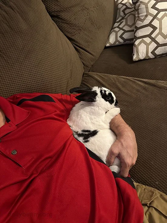 Bunny Discovers She Likes Cuddles