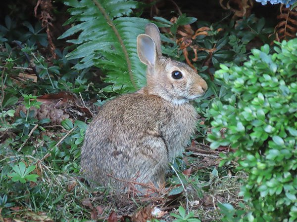 What a Beautiful Profile You Have, Mystery Bunny