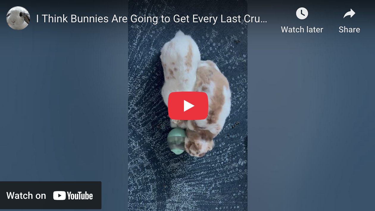 I Think Bunnies Are Going to Get Every Last Crumb From This Thing
