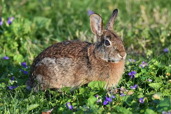 Don't Worry, Spring Is on Its Way