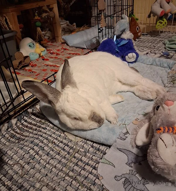 Bunny's Settling in Nicely, Isn't He?