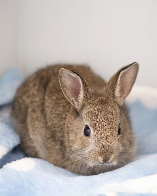 The Tiniest Mystery Snoot