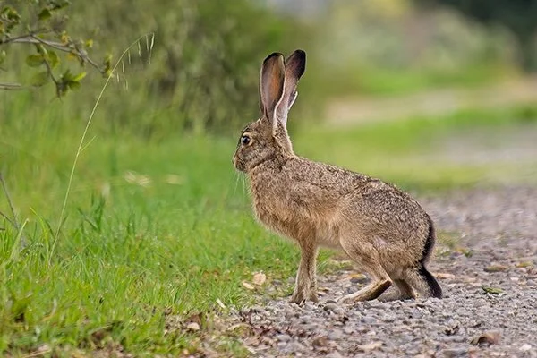 You've Seen Ears, Now See These Ears