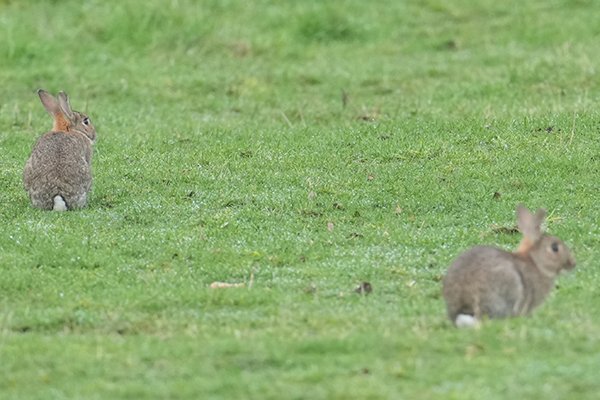 Two Cottony Bums Two Ways