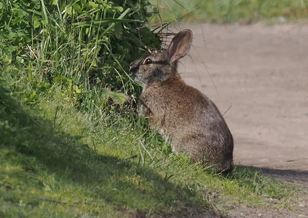 Mystery Bunny Considers Taking a Leap Into That Shrubbery