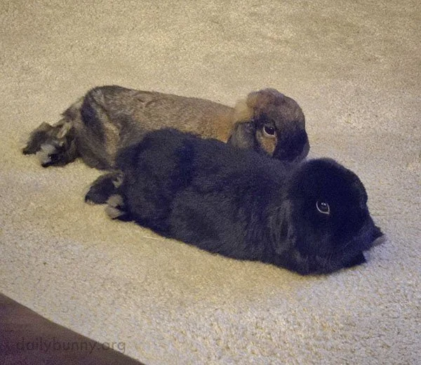 Chameleon Effect, Bunny-Style