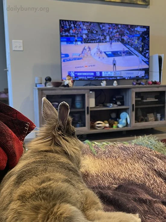 Tall Hooms Can't Jump