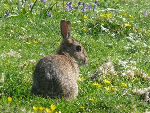 Bunnies Are Always Keeping an Eye Out