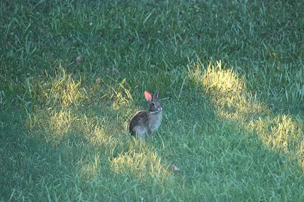 Superbun Is Back, Powers Recharging