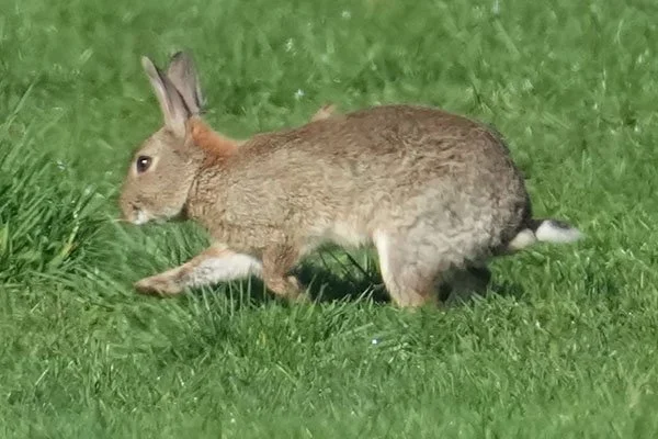 Bunny Takes a Delicate Step Forward