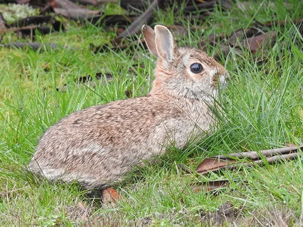 Another Mystery Bunny Happy to Relax a Little