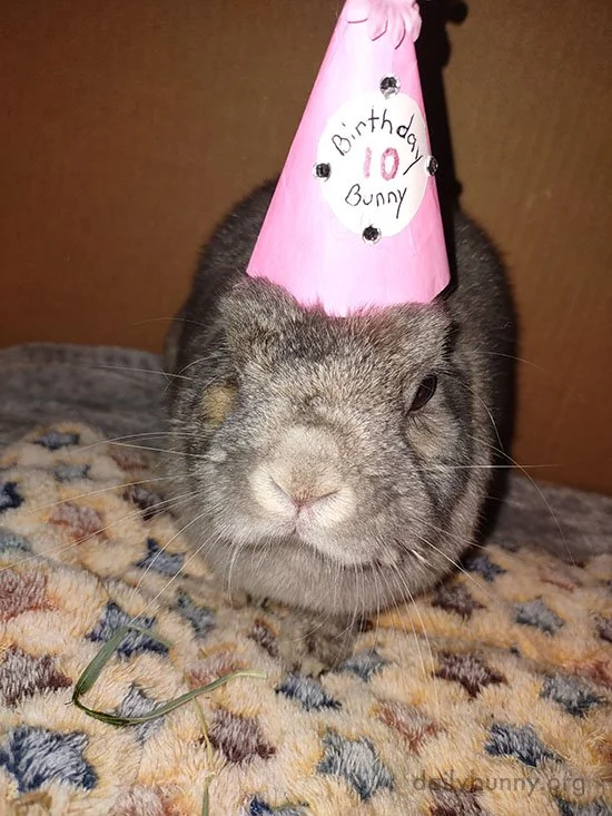 You Say It's Your Bunday, Happy Bunday to You