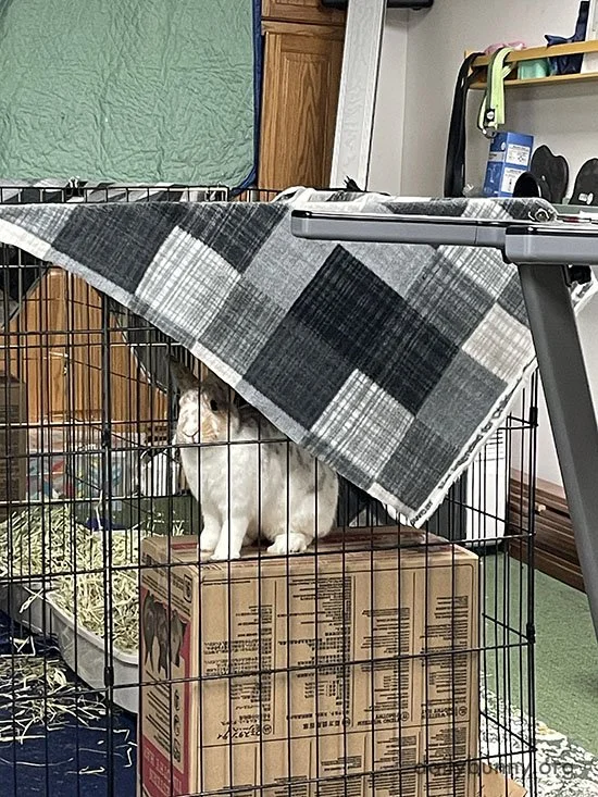 Looks Like Bunny Really Did Solve That Case