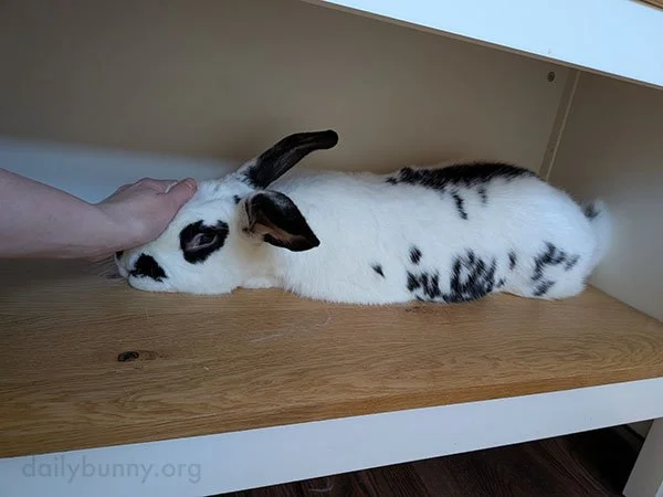 This Bunny Has a Special Place Just for Receiving Boops
