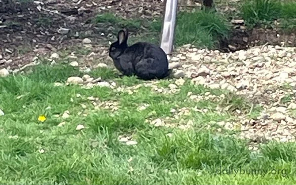 Calling All Rabbit Nabbers!